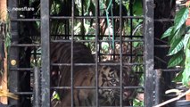 Indonesian authorities trap critically endangered Sumatran tiger