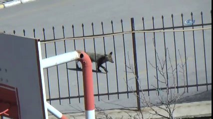 Aç Kalan Yavru Tilki Yerleşim Alanına indi