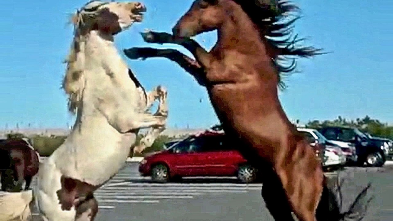 MAN AND BEAST - Part 20