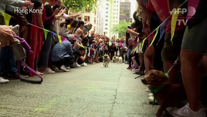 Canines compete in Hong Kong 'doggie dash'