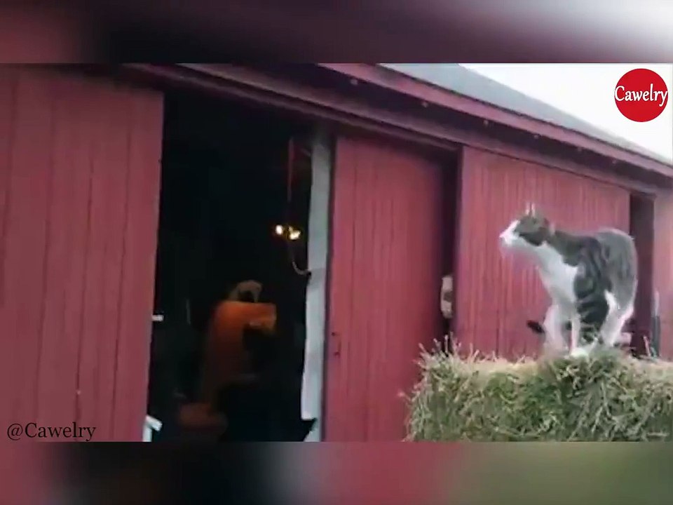 fly cat