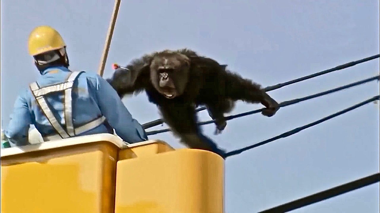MAN AND BEAST Compilation - PART 53