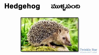 Animals Names English Telugu - Alphabet Animals - more than 90 animals