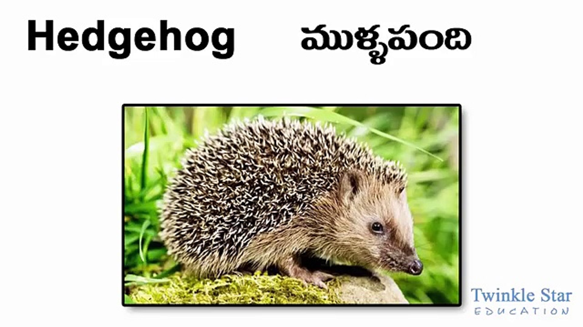 Animals Names English Telugu - Alphabet Animals - more than 90 animals