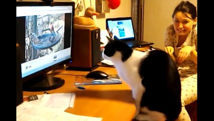 ANIMALES GRACIOSOS Y ADORABLES - Cute and funny animals