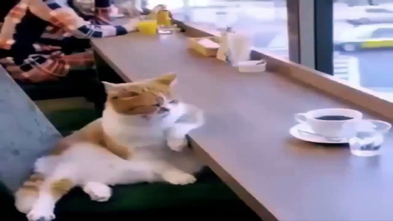 Cats and their cute positions