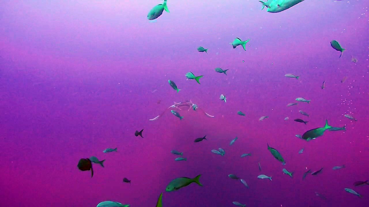 Swimming with Giants