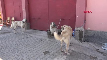 Sivas'ta Kangal Köpekleri Şampiyon Olmak İçin Yarıştı-Hd