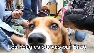 Retrouvailles des Beagles sauvés par Enzo au refuge de l'Angoumois
