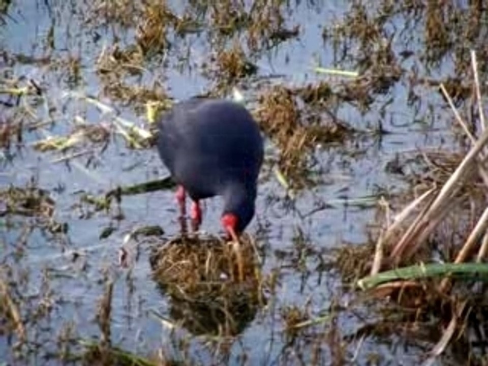 Video POULE SULTANE (1)