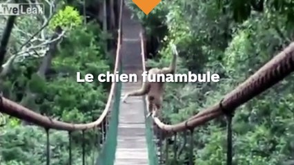 Un chien funambule