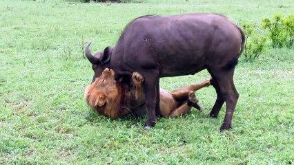 சிங்கத்தின் பிடியில் இருந்து உயிர் தப்புமா இந்த காட்டெருமை? அதிர்ச்சி வீடியோ