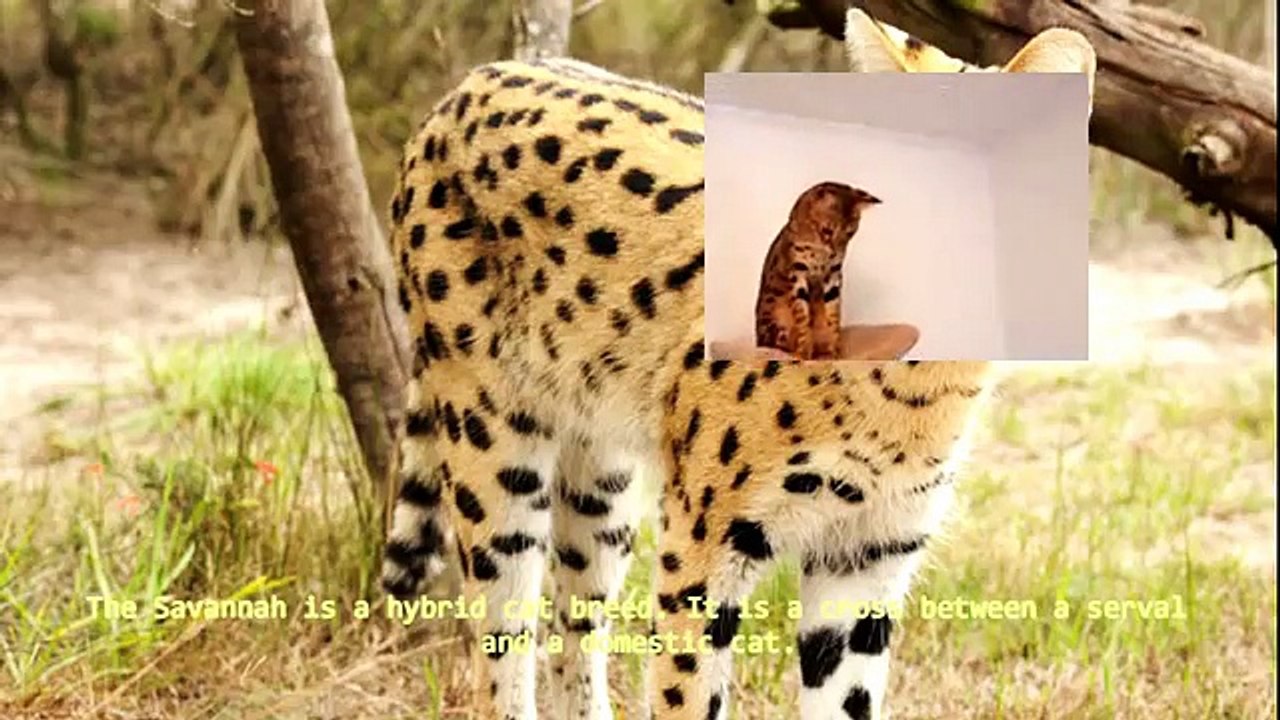 25 Hybrid Animals You Would Not Believe Exist