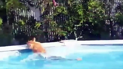 Cats Hate Water! - Funny Cats in Water Compilation #1