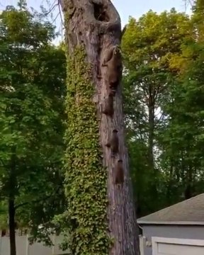 Une maman est ses bébés ratons laveurs en pleine séance d'escalade... Adorable