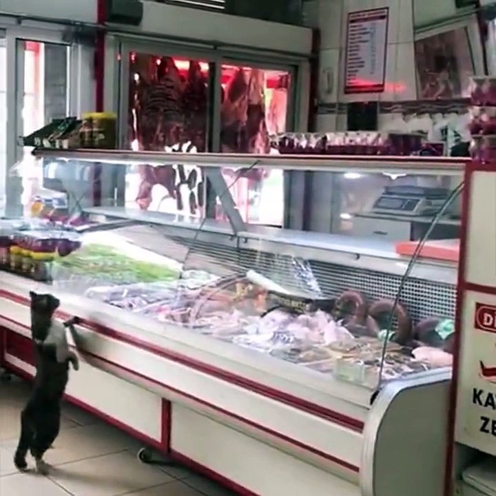Ce chat adorable vient demander à manger au boucher du coin
