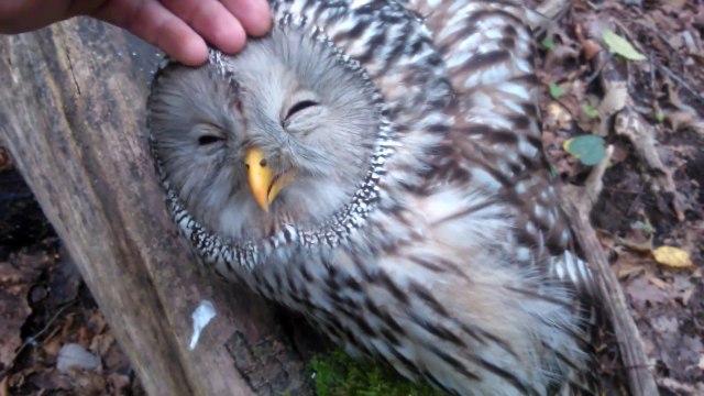 Cette chouette se laisse caresser et c'est trop adorable