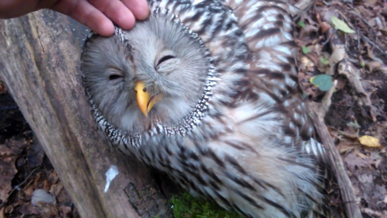 Cette chouette se laisse caresser et c'est trop adorable