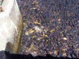 Des milliers de poissons coincés dans un barrage