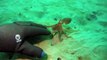 Un petit poulpe vient jouer avec ce plongeur... Adorable