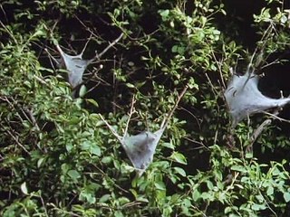 David Attenborough - Az Élet Megpróbáltatásai - 06