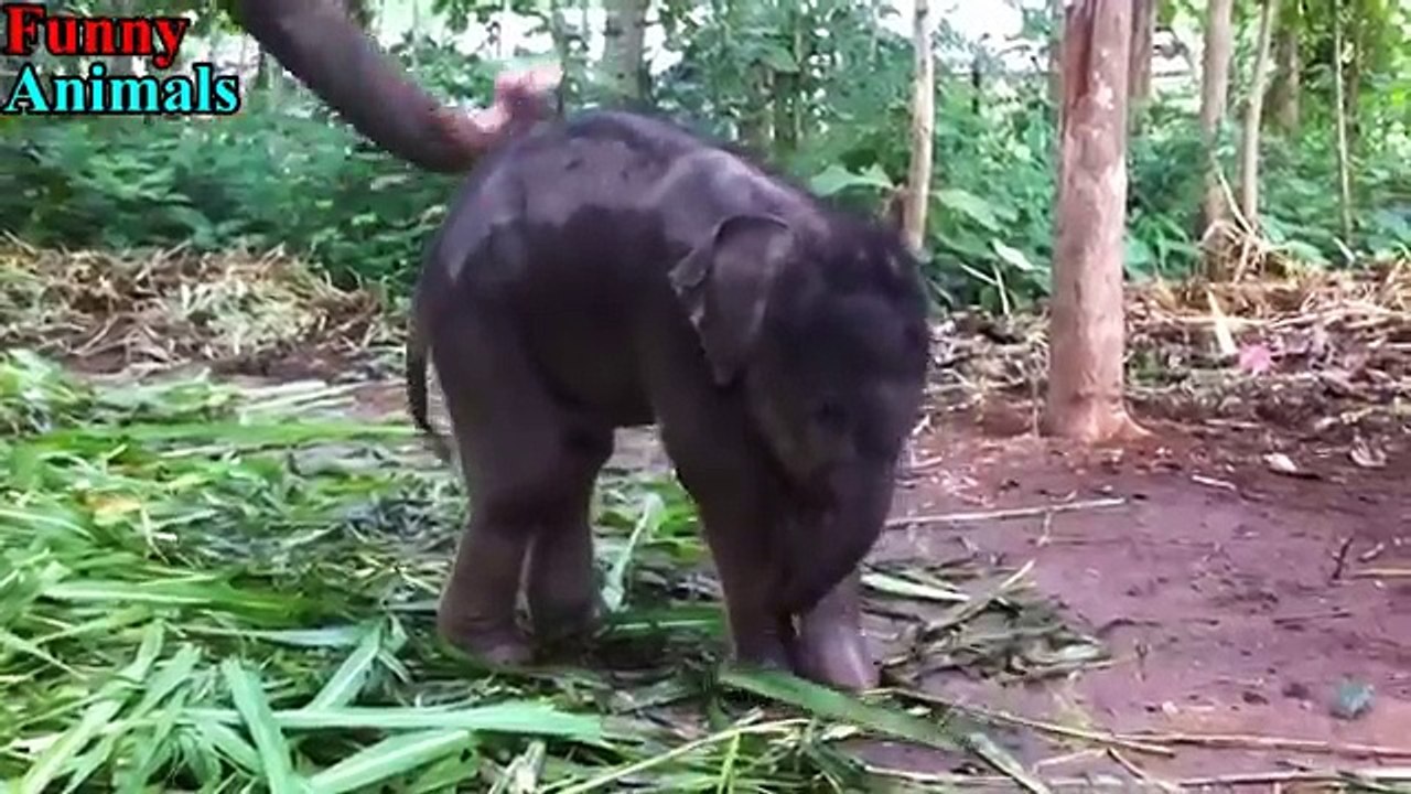 Best Of Cute Baby Animals Videos Compilation 2017 [NEW VIDEO]