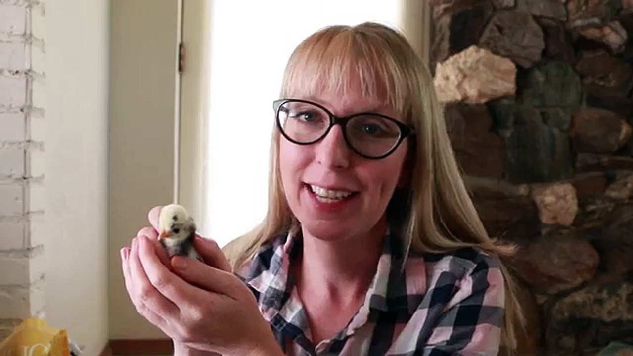 Meet My Chicks! 6 Day Old Baby Chicks Standard Size and Bantams