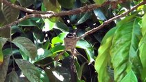 Wild - Bird Nest Feeding Baby Birds a Week