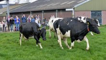 Koeiendans bij Melkveebedrijf van Leeuwen / Heenvliet 2018