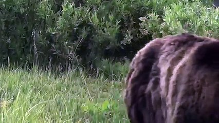 Clash: Encounters of Bears and Wolves HD