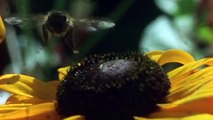 Swarms [Insects And Rodents Documentary] | Wild Things