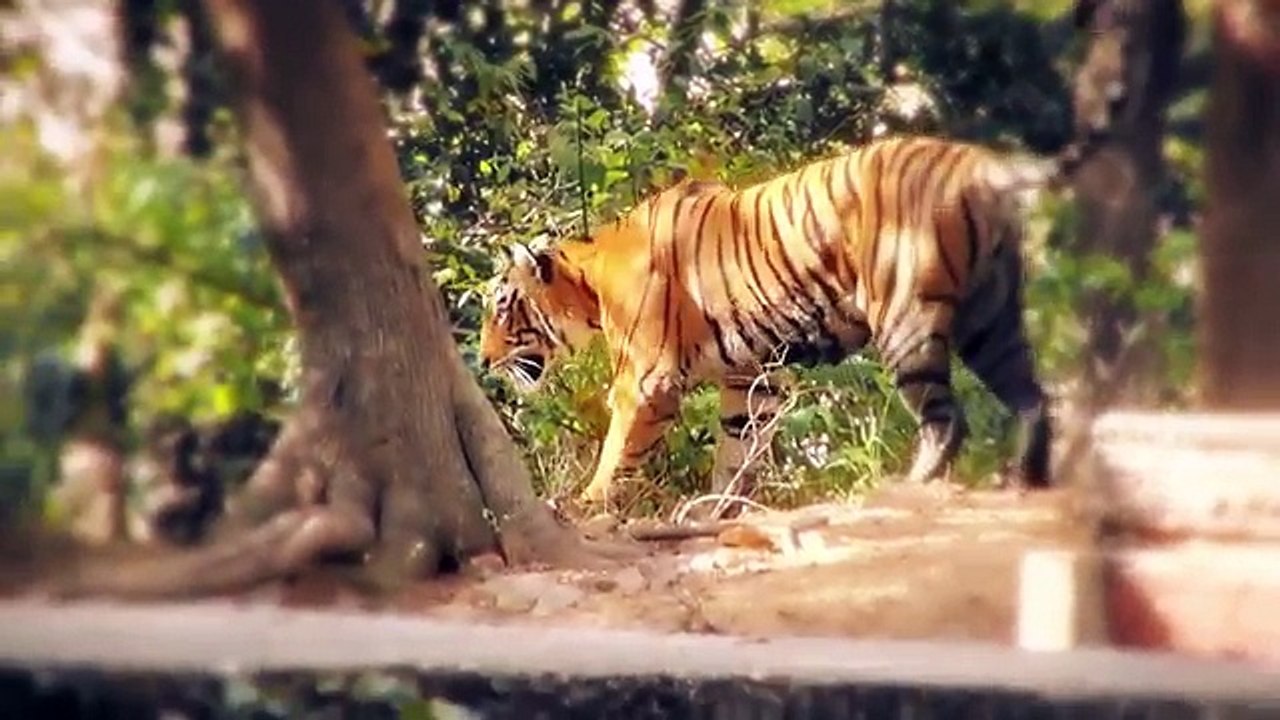 Top 10 Deadliest Animals in Asia