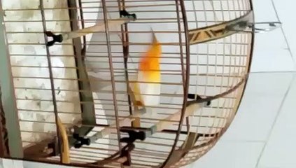 Corripião Albino pra quem não viu ainda