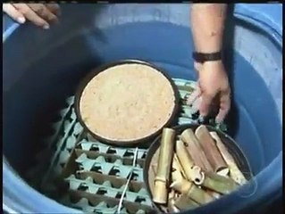 Criação de insetos