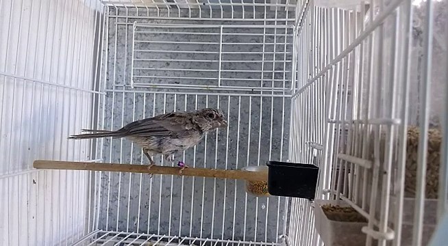 Fêmea de Azulão Mutação Cinza