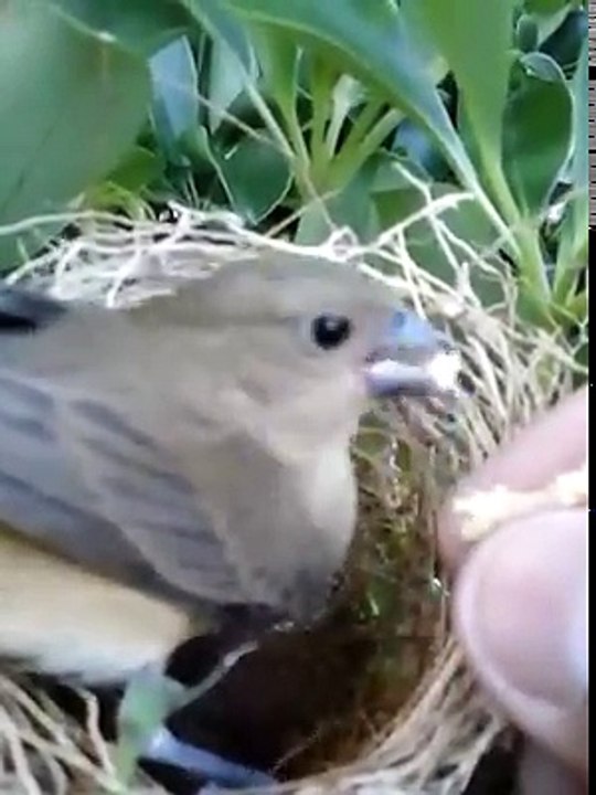 Fêmea de Coleiro Criando e alimentando na mão
