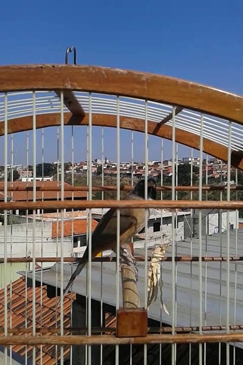 Hidrido de Trinca Ferro com Batuqueiro