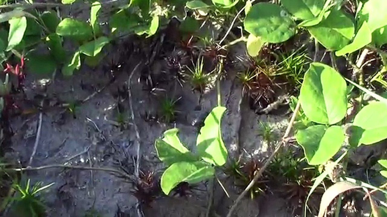 Loggerhead Sea Turtle Hatchling Rescue!!!
