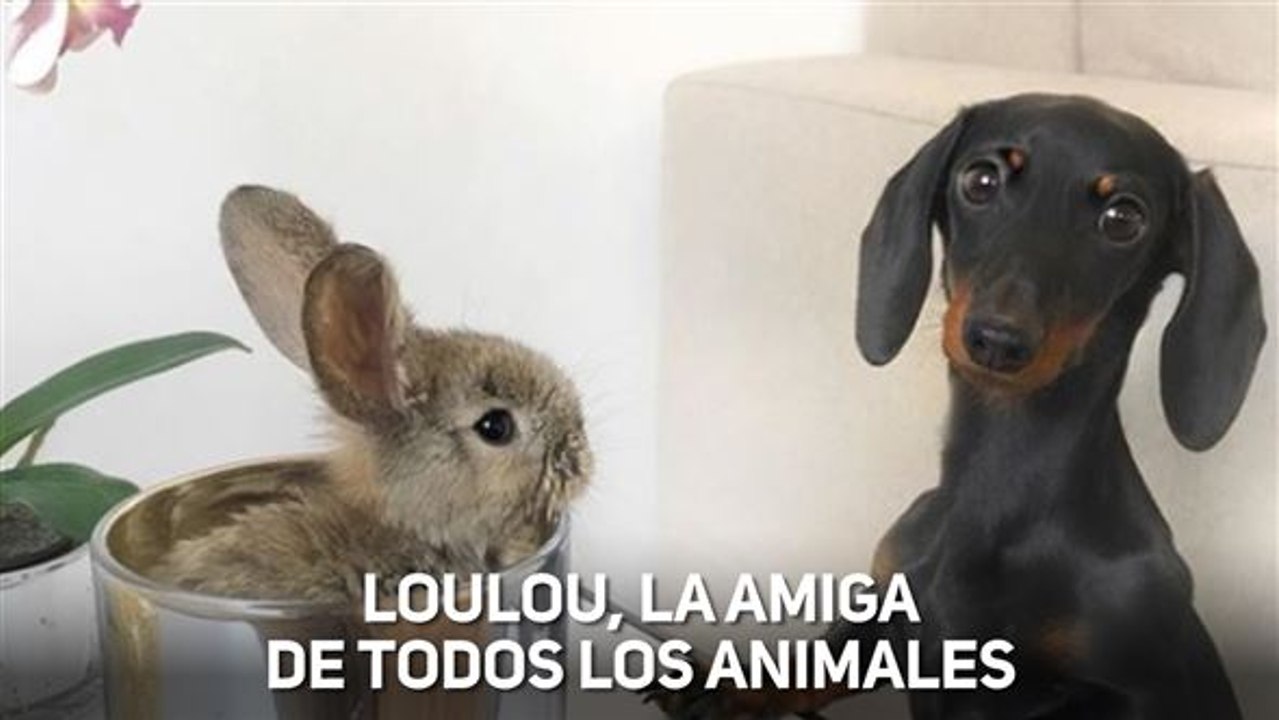 Loulou, la perra salchicha que adora a todos los animales