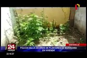 Ventanilla: caen sujetos acusados de sembrar plantaciones de marihuana