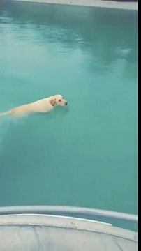 Ce chien tire un bateau vers la rive en nageant !