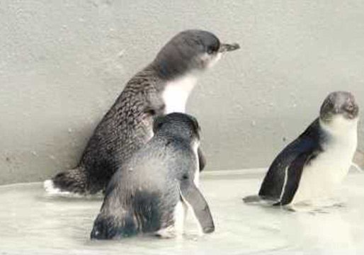 Little Penguins Released Into Sydney Harbour