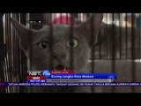 Kontes Kucing Langka Khas Madura -NET24