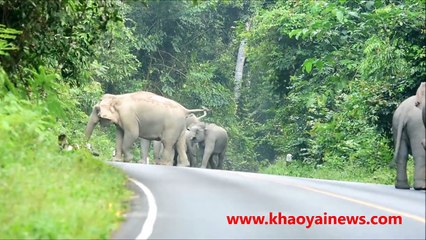 elephant herd attacks motorbike