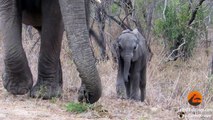 Mother Elephant Protects Calf From Tourists