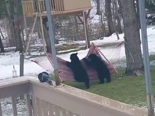 2 ours s'éclatent sur un Hamac en plein jardin !