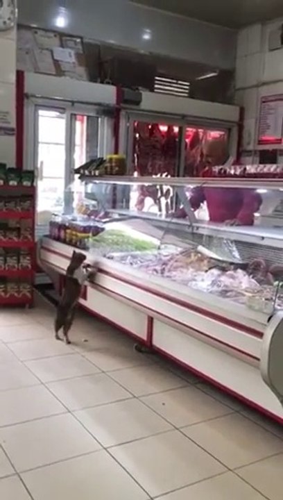 Debout ce chat demande à manger dans la charcuterie !