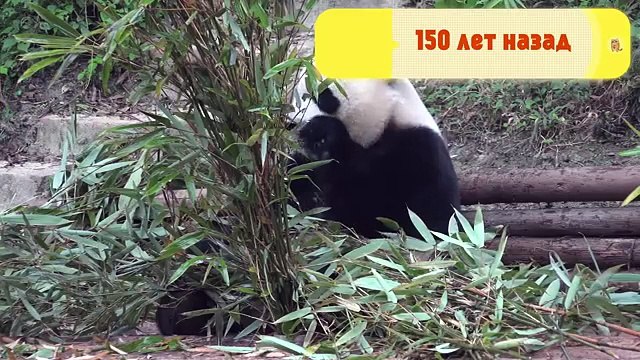 Наука для детей Животные | Панда | Семен Ученый