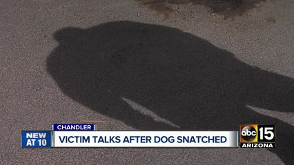 Chandler man pleads for return of stolen dog