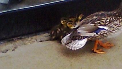 120. mother duck taking the ducklings for a walk at village mall red deer alberta canada.